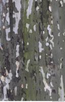 Tree Bark 0037